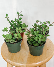 Load image into Gallery viewer, Peperomia Hope