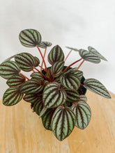 Load image into Gallery viewer, Peperomia Albovittata Piccolo Banda
