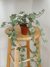 Load image into Gallery viewer, English Ivy Glacier