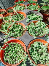 Load image into Gallery viewer, String of Pearls / Curio  Rowleyanus