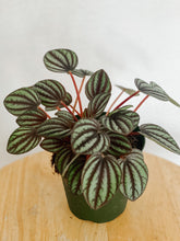 Load image into Gallery viewer, Peperomia Albovittata Piccolo Banda