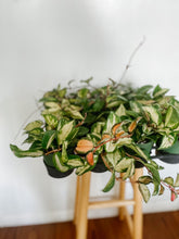 Load image into Gallery viewer, Hoya Carnosa Krimson Princess