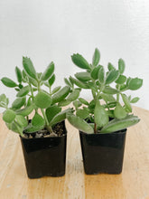Load image into Gallery viewer, Cotyledon Tomentosa Bear Claw Succulent
