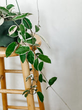 Load image into Gallery viewer, Hoya Carnosa Krimson Queen