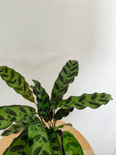 Load image into Gallery viewer, Calathea Lancifolia Rattlesnake
