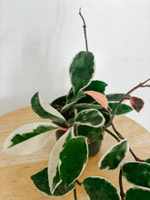 Load image into Gallery viewer, Hoya Carnosa Krimson Queen