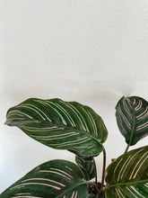 Load image into Gallery viewer, Calathea Ornata Pin Stripe
