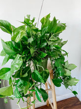Load image into Gallery viewer, POTHOS Golden  ‘EPIPREMNUM AUREUM’