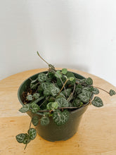 Load image into Gallery viewer, String of Hearts ‘Ceropegia woodii’ Trailing
