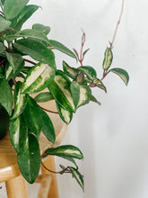 Load image into Gallery viewer, 6” Hoya Carnosa Krimson Princess