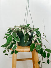 Load image into Gallery viewer, Hoya Carnosa Krimson Queen