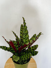 Load image into Gallery viewer, Calathea Lancifolia Rattlesnake