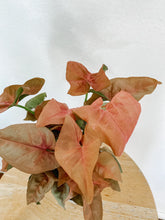 Load image into Gallery viewer, Syngonium Podophyllum Butterfly Coral
