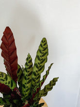 Load image into Gallery viewer, Calathea Lancifolia Rattlesnake