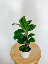 Load image into Gallery viewer, Maranta Leuconeura Green