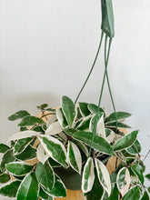 Load image into Gallery viewer, Hoya Carnosa Krimson Queen