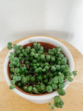 Load image into Gallery viewer, String of Pearls / Curio  Rowleyanus