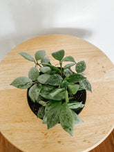 Load image into Gallery viewer, Hoya Krohniana Silver