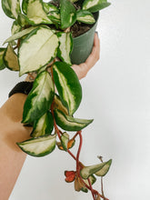 Load image into Gallery viewer, Hoya Carnosa Krimson Princess