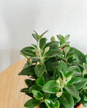 Load image into Gallery viewer, Gold Fish Plant
