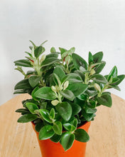 Load image into Gallery viewer, Gold Fish Plant