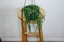 Load image into Gallery viewer, Trailing String of Pearls