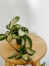 Load image into Gallery viewer, Hoya Carnosa Krimson Princess