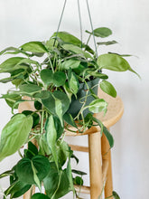 Load image into Gallery viewer, Philodendron Cordatum Brasil