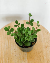Load image into Gallery viewer, Peperomia Hope