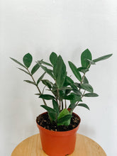 Load image into Gallery viewer, ZZ Plant