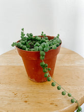 Load image into Gallery viewer, String of Pearls / Curio  Rowleyanus