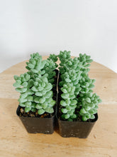 Load image into Gallery viewer, Donkey Tail