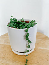 Load image into Gallery viewer, String of Pearls / Curio  Rowleyanus