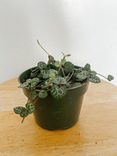 Load image into Gallery viewer, String of Hearts ‘Ceropegia woodii’ Trailing