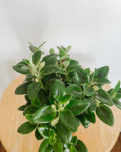Load image into Gallery viewer, Gold Fish Plant