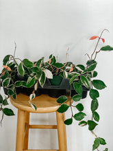 Load image into Gallery viewer, Hoya Carnosa Krimson Queen