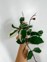 Load image into Gallery viewer, Hoya Carnosa Krimson Queen