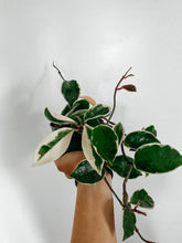 Load image into Gallery viewer, Hoya Carnosa Krimson Queen