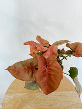 Load image into Gallery viewer, Syngonium Podophyllum Butterfly Coral