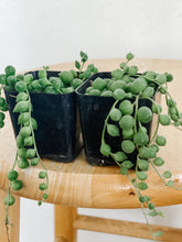 Load image into Gallery viewer, String of Pearls