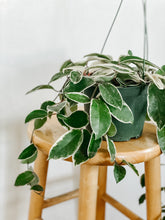 Load image into Gallery viewer, Hoya Carnosa Krimson Queen