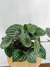 Load image into Gallery viewer, Peperomia Argyreia Watermelon