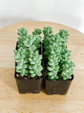 Load image into Gallery viewer, Donkey Tail (Burro’s Tail) – 2” Rooted Sedum Morganianum Succulent