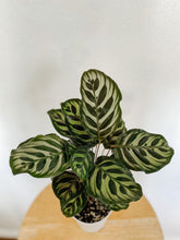 Load image into Gallery viewer, Calathea Makoyana Peacock Plant