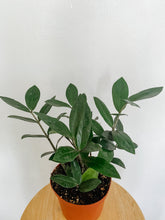 Load image into Gallery viewer, ZZ Plant
