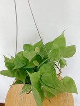 Load image into Gallery viewer, Philodendron Cordatum Lemon Lime