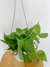 Load image into Gallery viewer, Philodendron Cordatum Lemon Lime