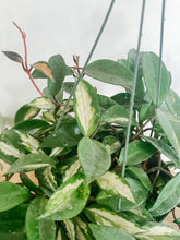 Load image into Gallery viewer, 6” Hoya Carnosa Krimson Princess