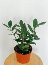 Load image into Gallery viewer, ZZ Plant