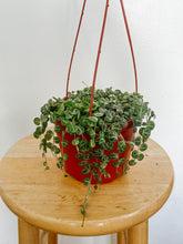 Load image into Gallery viewer, String of Turtles Peperomia Prostrata